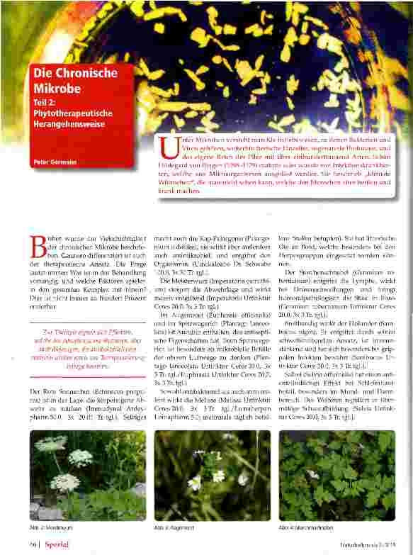 Vorschauseite 1: Die Chronisch Mikrobe Teil 2: Phytotherapeutische Herangehensweise