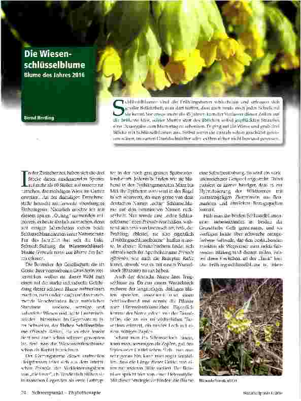 Vorschauseite 1: Die Wiesenschlüsselblume