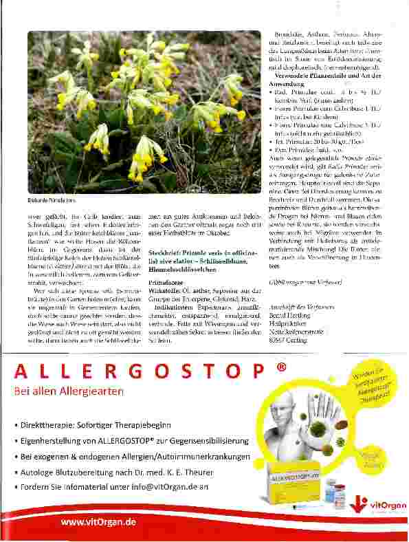 Vorschauseite 2: Die Wiesenschlüsselblume