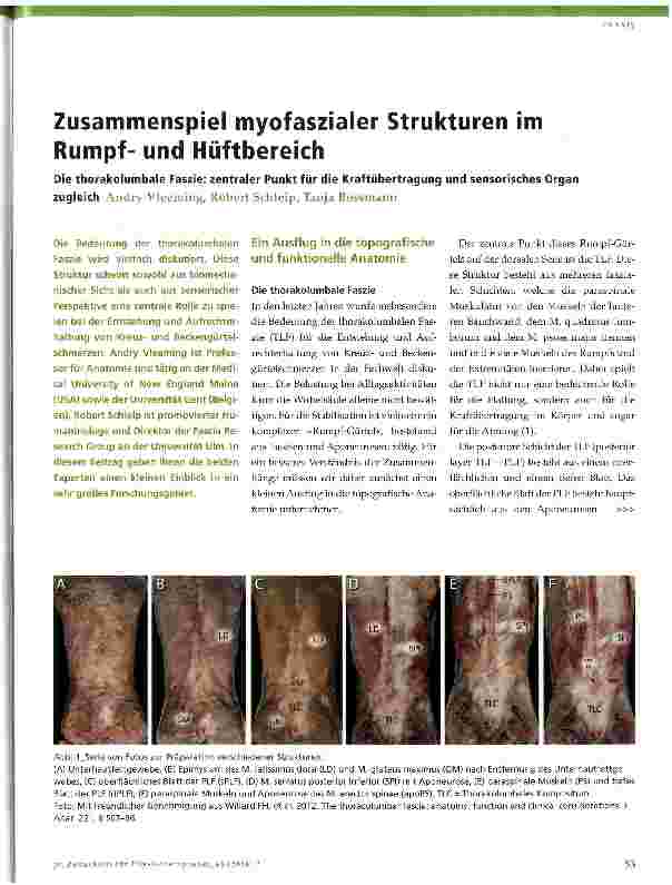 Vorschauseite 1: Zusammenspiel myofaszialer Strukturen im Rumpfund Hüftbereich