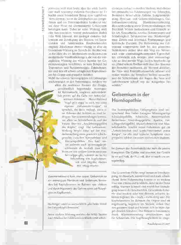 Vorschauseite 3: Gelsemium sempervirens Jasmin gegen Grippekopfschmerz und Zerschlagenheitsgefühl