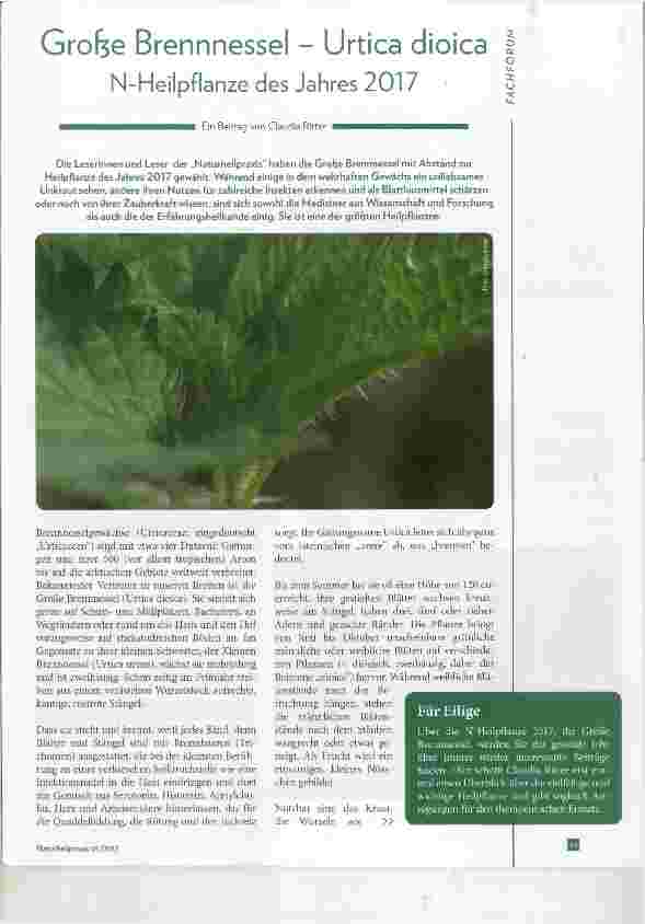 Vorschauseite 1: Grofee Brennnessel - Urtica dioica N-Heilpflanze des Jahres 2017