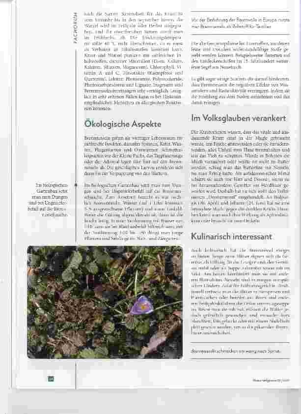 Vorschauseite 2: Grofee Brennnessel - Urtica dioica N-Heilpflanze des Jahres 2017