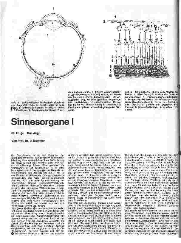 Vorschauseite 1: Sinnesorgane; 32. Folge: Das Auge