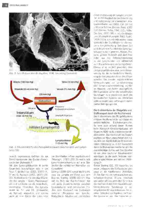 Vorschauseite 3: Bau und Funktion des Lymphgefäßsystems