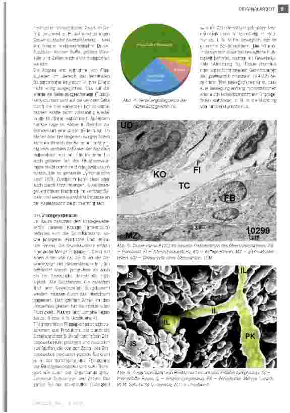 Vorschauseite 4: Bau und Funktion des Lymphgefäßsystems