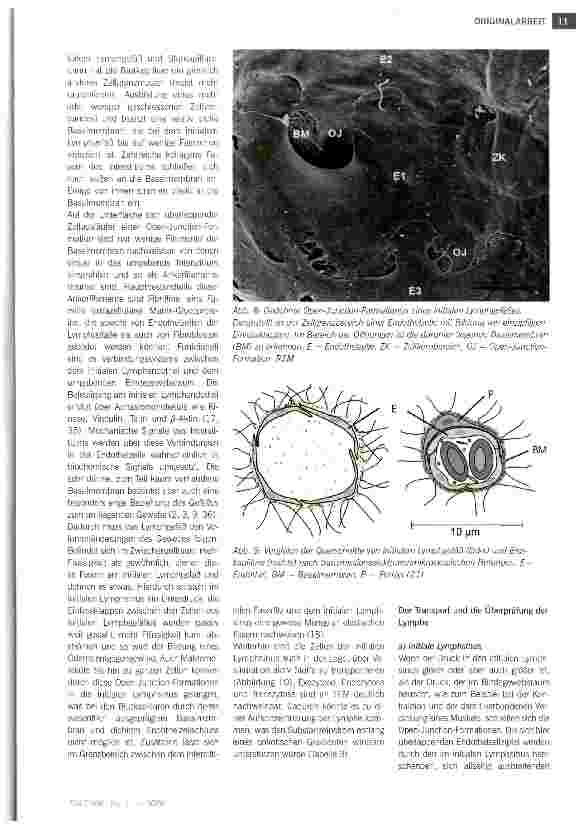 Vorschauseite 6: Bau und Funktion des Lymphgefäßsystems
