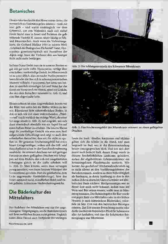 Vorschauseite 4: Bilsenkraut