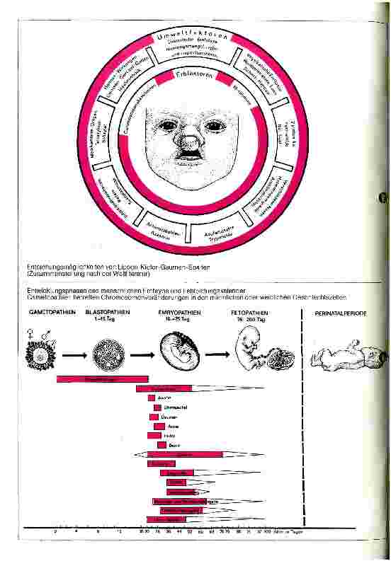 Vorschauseite 1: Angewandte Embryologie Phasen der Embryonalentwicklung