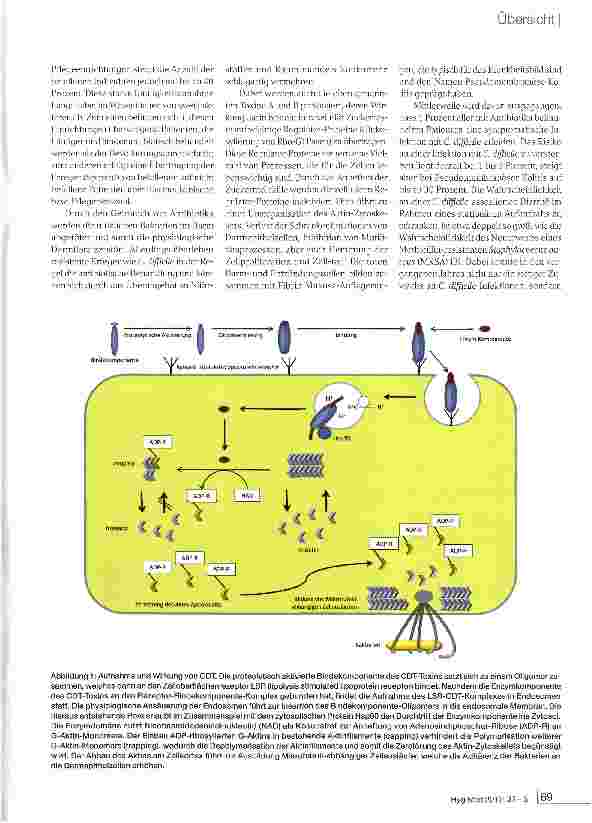 Vorschauseite 2: Rezeptor für das binäre Toxin hypervirulenter Clostridium d/ff/c/Ve-Stämme entdeckt