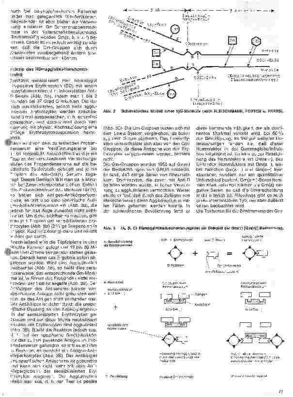 Vorschauseite 2: Transfusionskunde, Blutgruppenserologie und Immunhämatologie 27. Folge: Die Serumgruppen-Systeme Gm, InV, ISf,