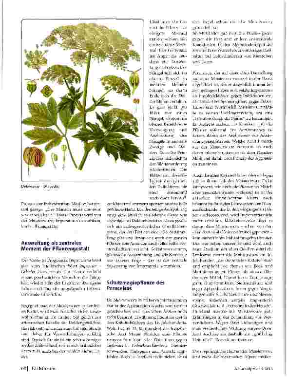Vorschauseite 2: Meisterwurz