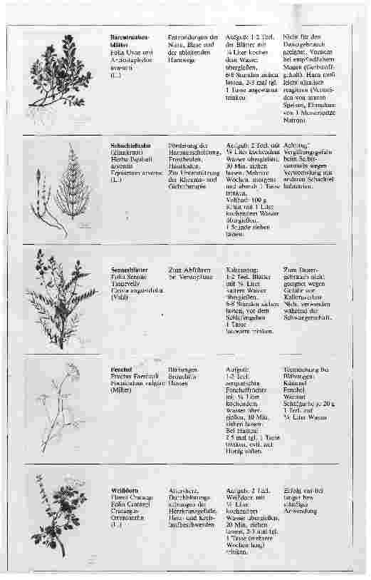 Vorschauseite 2: Phytotherapie und Homöopathie Möglichkeiten und Grenzen der therapeutischen Anwendung