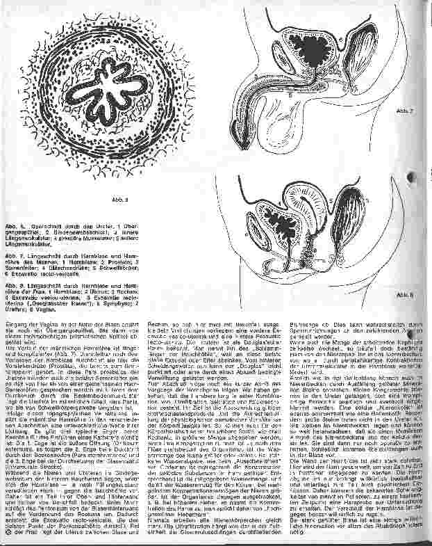 Vorschauseite 3: Die Harnorgane
