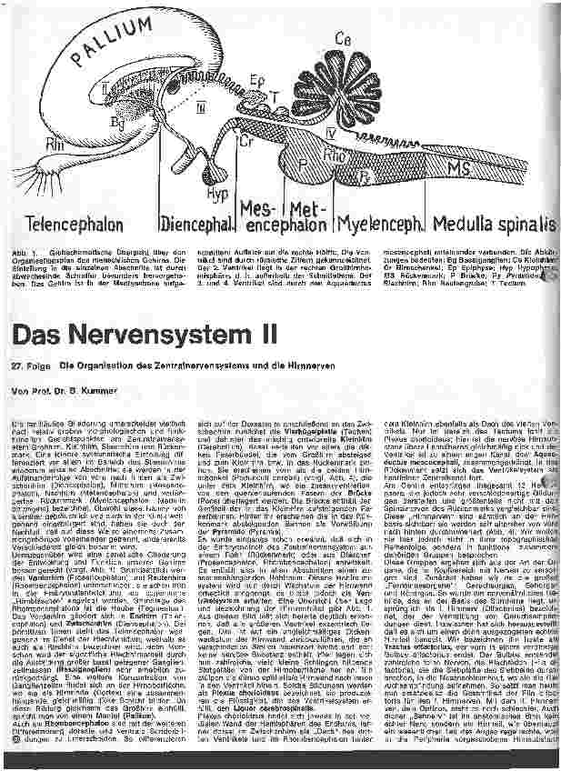 Vorschauseite 1: Das Nervensystem II 27. Folge: Die Organisation des Zentralnervensystems und die Hirnnerven