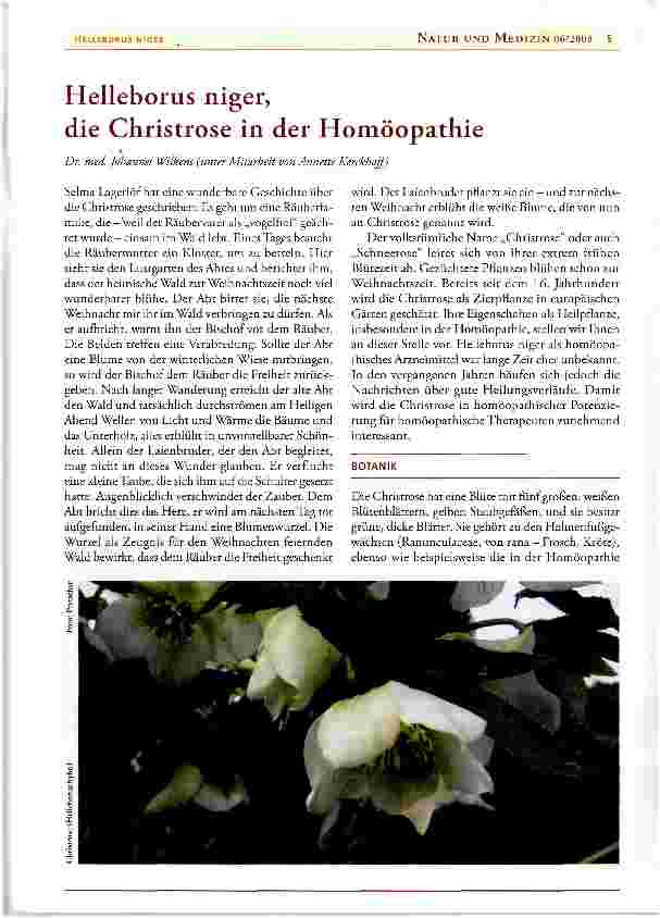 Vorschauseite 1: Helleborus niger, die Christrose in der Homöopathie