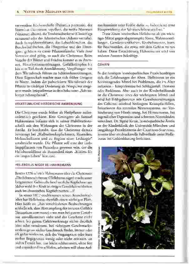Vorschauseite 2: Helleborus niger, die Christrose in der Homöopathie