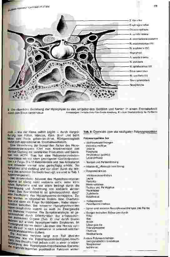 Vorschauseite 3: Nervensystem und Innere Medizin