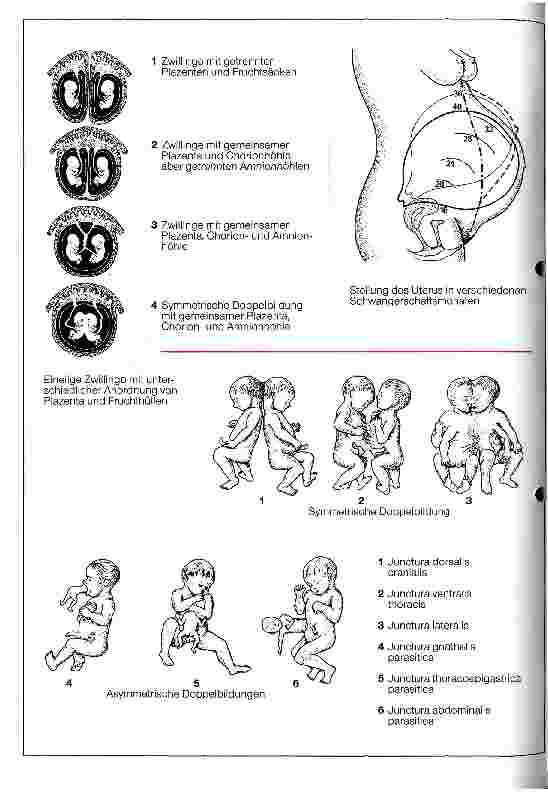 Vorschauseite 1: Angewandte Embryologie Schwangerschaft, Zwillinge und Doppelbildung