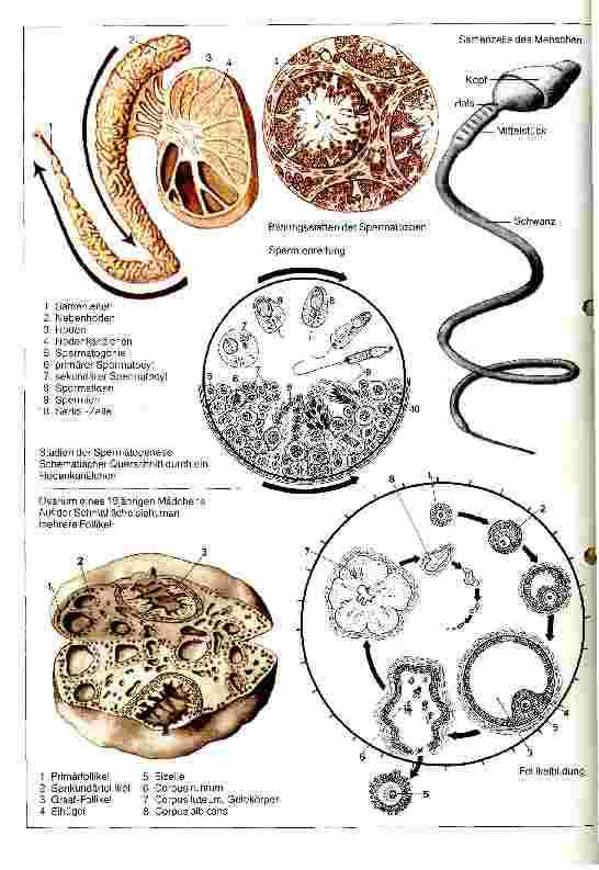 Vorschauseite 1: Angewandte Embryologie - Bildung der Keimzelle