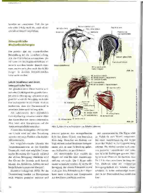 Vorschauseite 2: Impingement-Syndrom