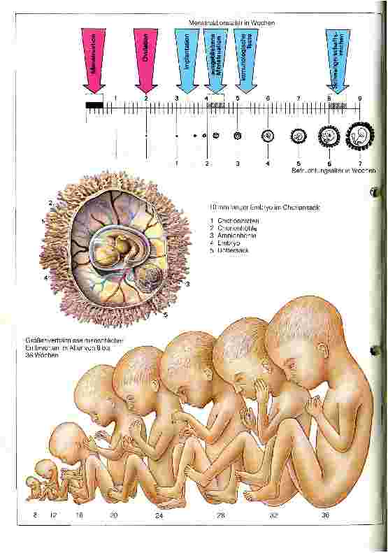 Vorschauseite 1: Angewandte Embryologie Was ist Entwicklungsgeschichte