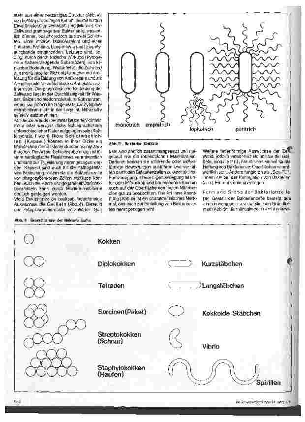 Vorschauseite 3: Grundlagen der Mikrobiologie