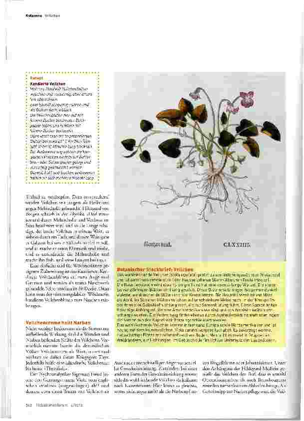 Vorschauseite 2: Das wohlriechende Veilchen (Viola odorata) -Ein Lichtblick für die Wöchnerin