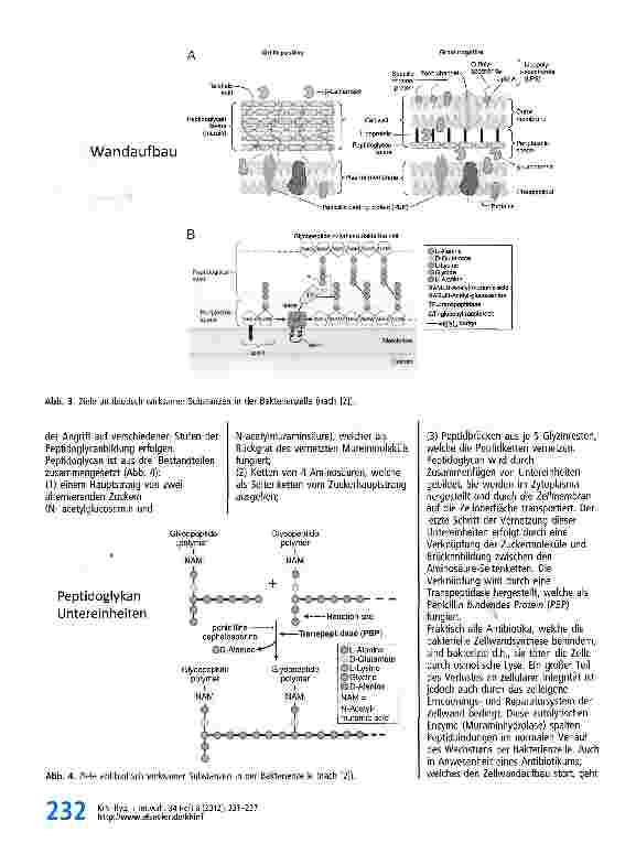Vorschauseite 2: Grundlagen der Antibiotikaresistenz -grundsätzliche Mechanismen