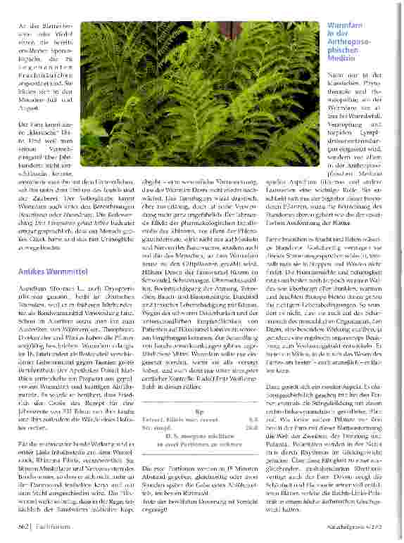 Vorschauseite 2: Wurmfarn (Aspidium filix-mas L.) Von der Signatur zur therapeutischen Anwendung