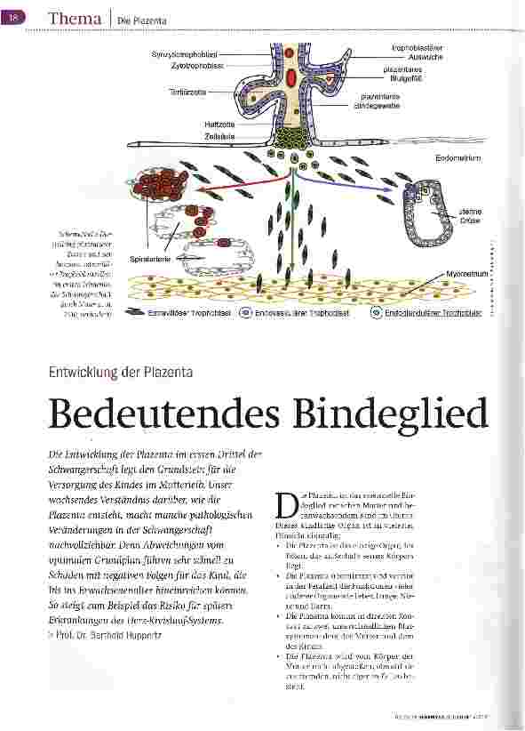Vorschauseite 1: Bedeutendes Bindeglied