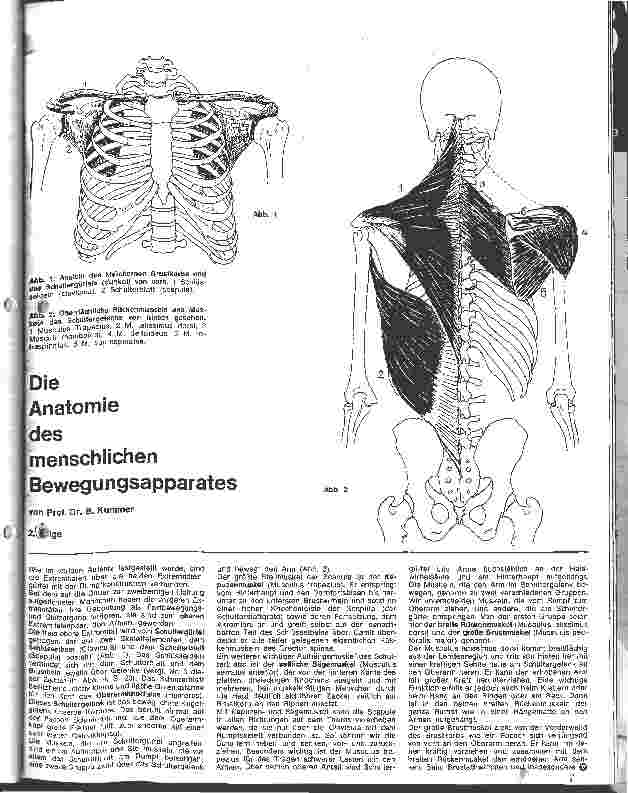 Vorschauseite 1: Die Anatomie des menschlichen Bewegungsapperates 2. Folge