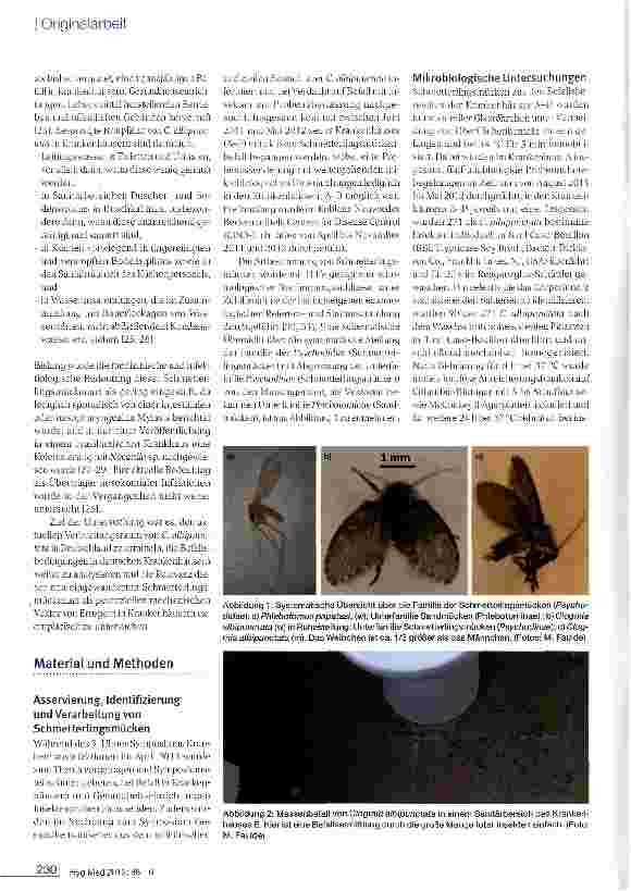 Vorschauseite 3: Die Schmetterlingsmücke Clogmia albipunctata als neuer mechanischer Vektor: aktuelle Verbreitung in Deutschland und ihr infektiologisches Potenzial in deutschen Krankenhäusern