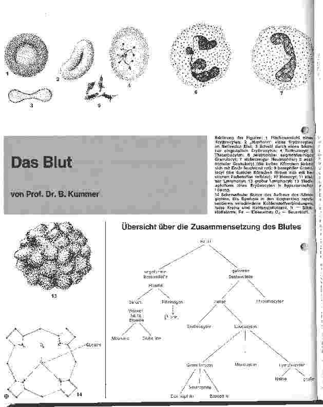 Vorschauseite 1: Das Blut