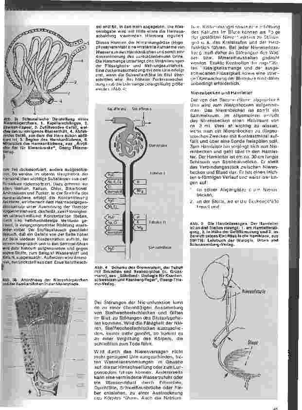Vorschauseite 2: Urologie 2. Folge: Anatomische und physiologische Daten der Harnorgane