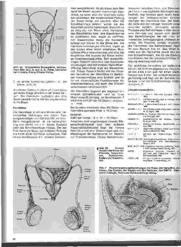 Vorschauseite 3: Urologie 2. Folge: Anatomische und physiologische Daten der Harnorgane