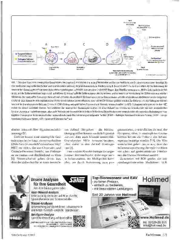 Vorschauseite 2: Neutrophile Granulozyten