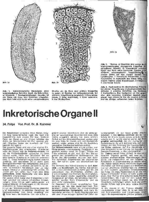 Vorschauseite 1: Inkretorische Organe II 24. Folge: Stoffwechsel der Fettstoffe (Lipide)