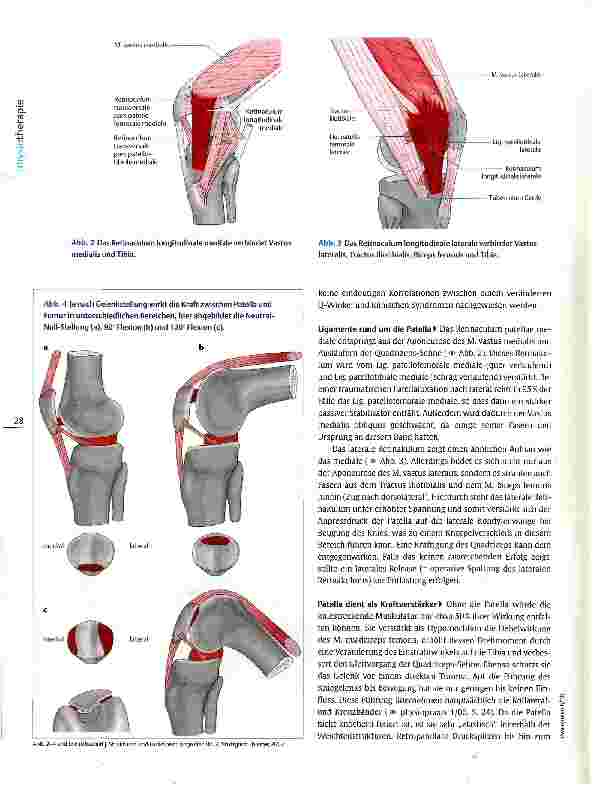 Vorschauseite 3: Funktionelle Anatomie des StreckapparatsVom Druck und Zug an der Patella