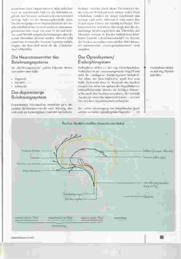 Vorschauseite 2: Das neuronale Belohnungssystem Die Sucht nach dem guten Gefühl