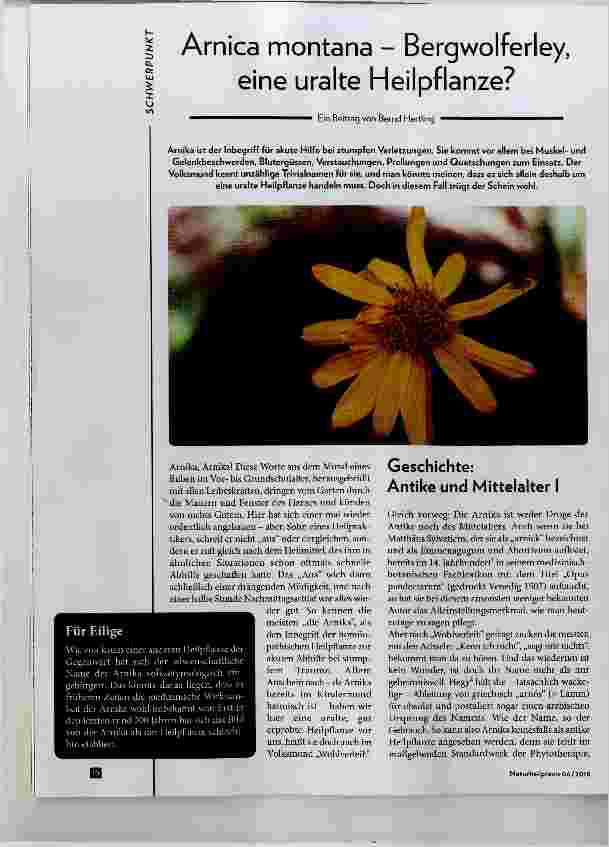 Vorschauseite 1: Arnica montana - Bergwolferley, eine uralte Heilpflanze?