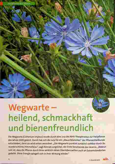 Vorschauseite 1: Wegwarte - heilend, schmackhaft und bienenfreundlich