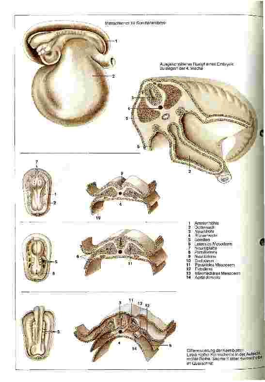 Vorschauseite 1: Angewandte Embryologie - Umbildungen der Keimblätter und Keimblattderivate