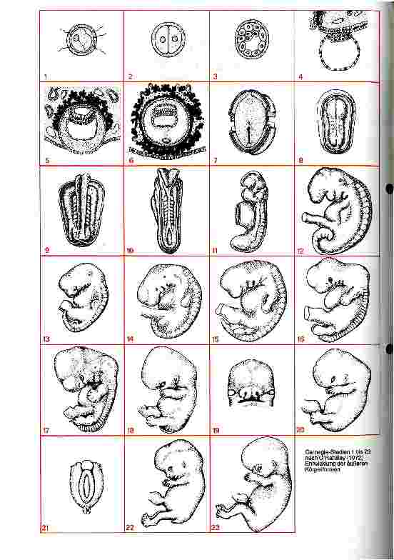 Vorschauseite 1: Angewandte Embroyologie