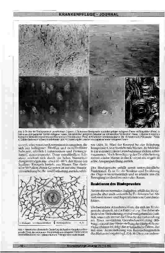 Vorschauseite 3: Aufbau, Funktionen und Störungen des Bindegewebes