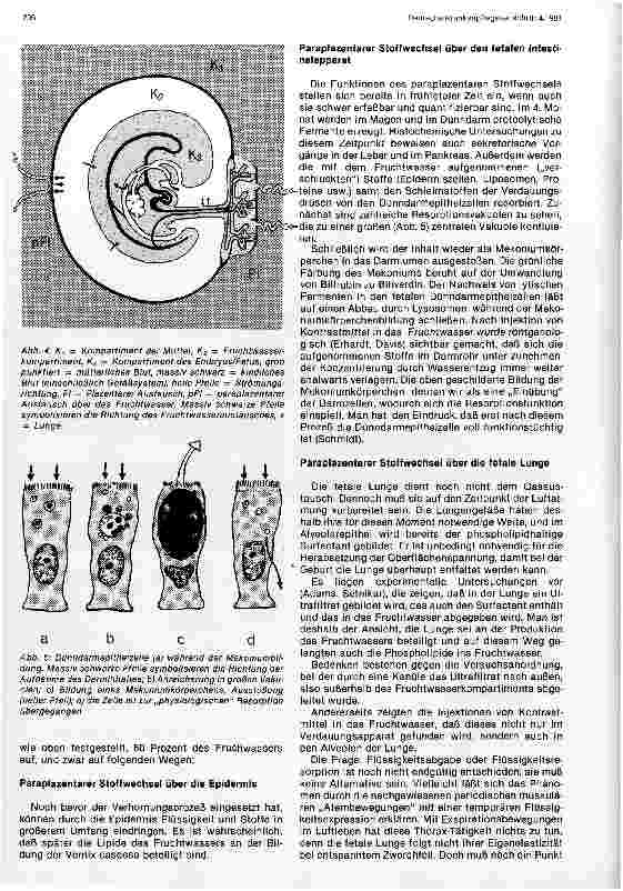 Vorschauseite 4: Fruchthüllen und Lebensraum des Embryos
