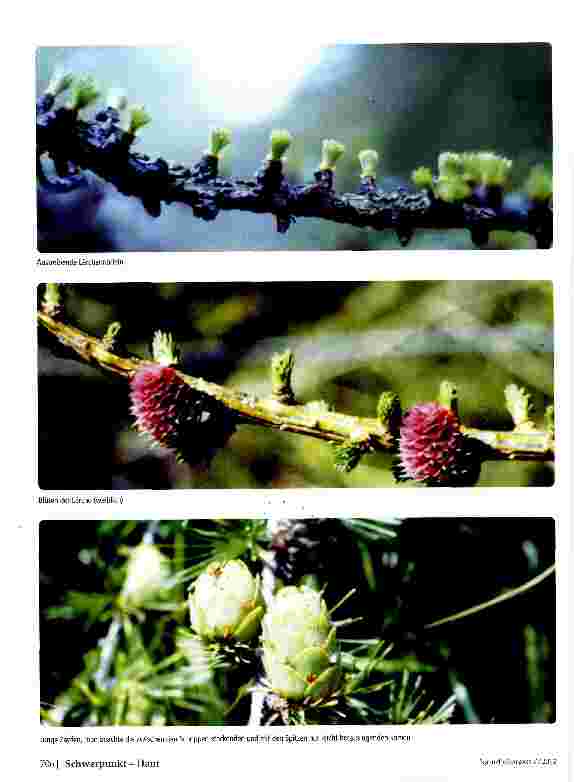 Vorschauseite 2: Die Lärche (Larix decidua)Baum des Jahres 2012