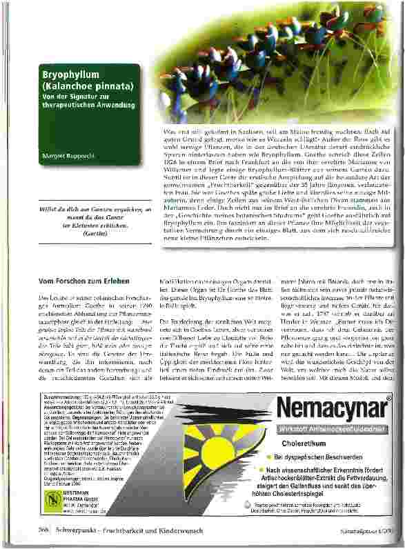 Vorschauseite 1: Bryophyllum (Kalanchoe pinnata) Von der Signatur zur therapeutischen Anwendung