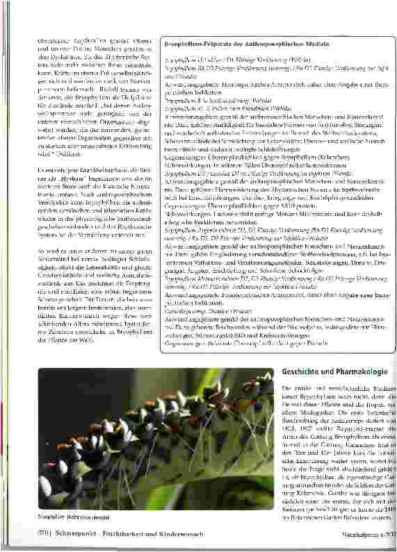 Vorschauseite 3: Bryophyllum (Kalanchoe pinnata) Von der Signatur zur therapeutischen Anwendung