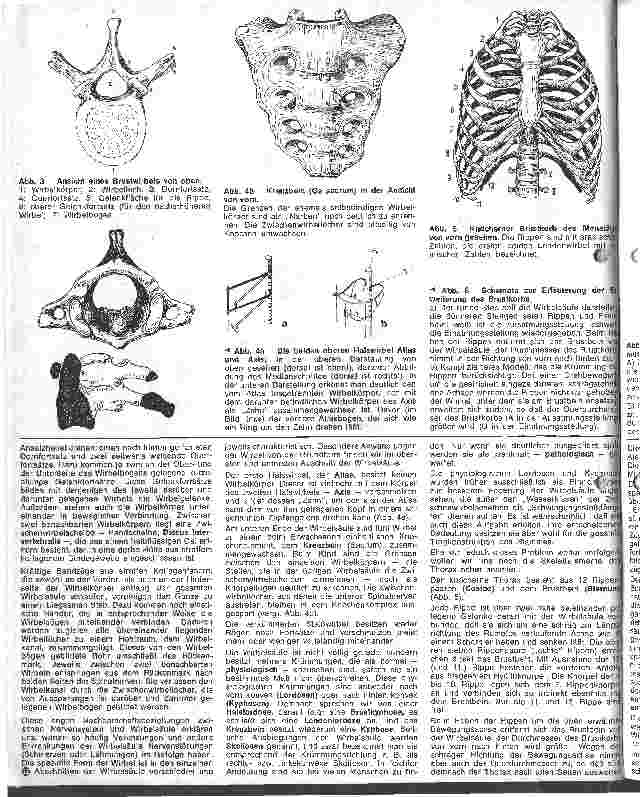 Vorschauseite 2: Die Anatomie des menschlichen Bewegungsapperates 1. Folge: Rumpf und obere Extrimitäten